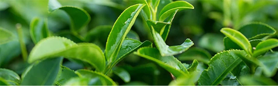 product-1150-357 green tea extract1