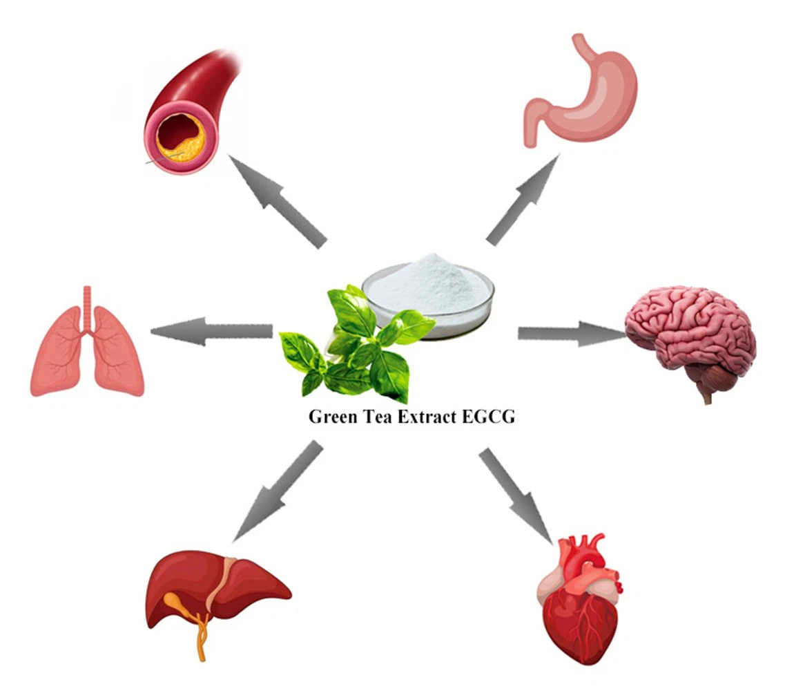 product-1150-1000 green tea extract 18