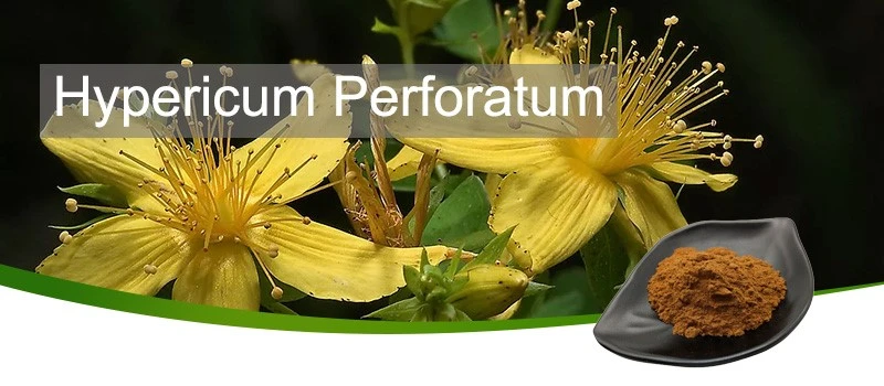 Hypericum Perforatum-3 Hypericum Perforatum-3