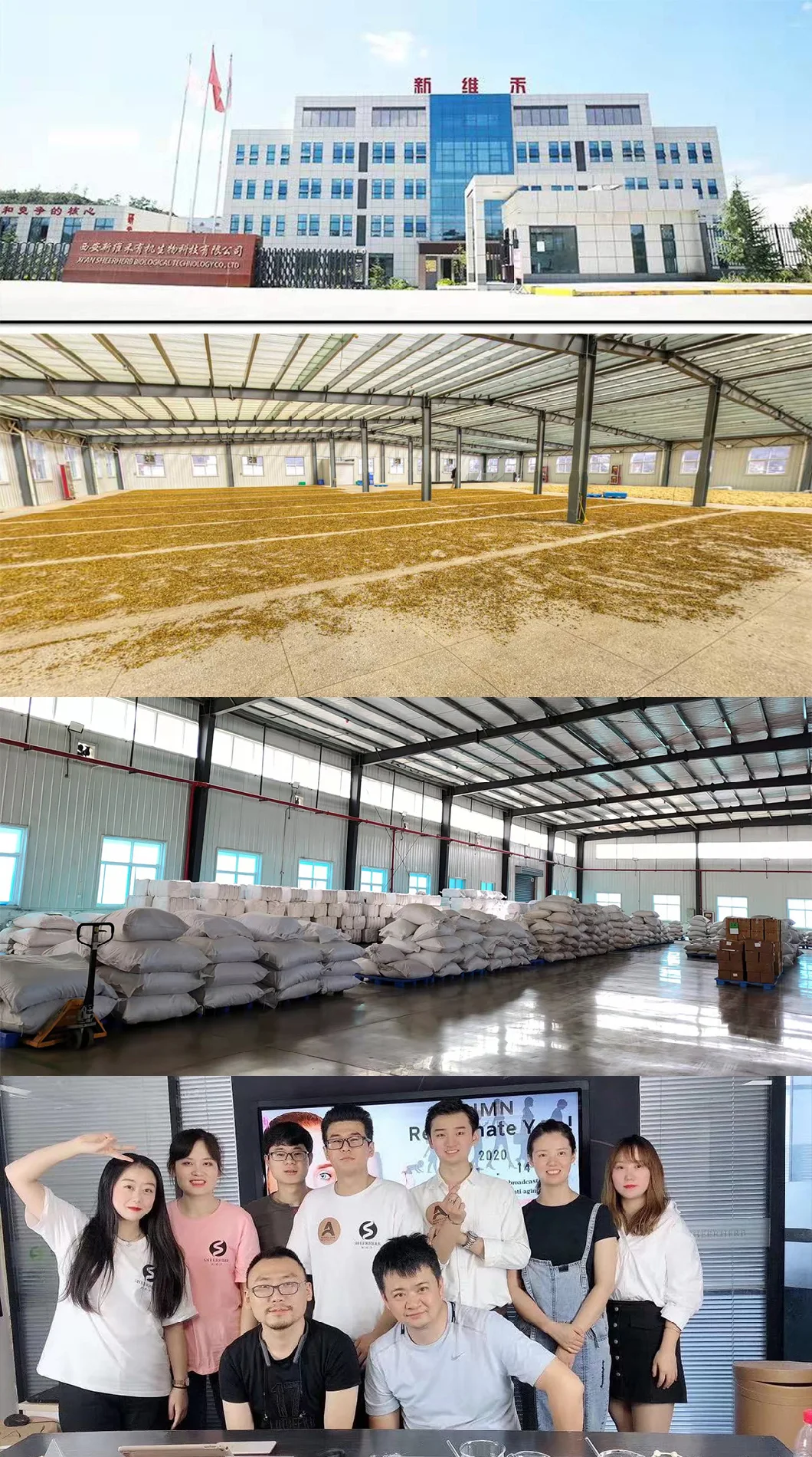 100% Organic Pure Moringa Leaf Extract Powder and Capsules From Indian Manufacturers