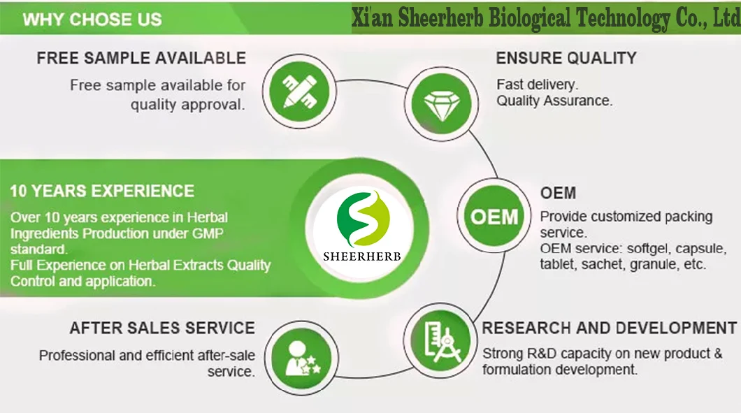 100% Organic Pure Moringa Leaf Extract Powder and Capsules From Indian Manufacturers