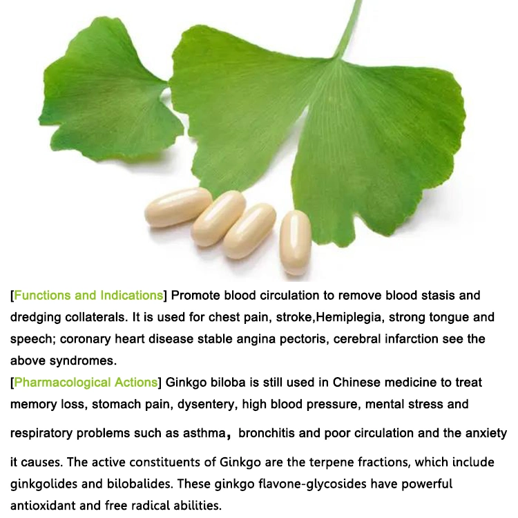 Ginkgo Biloba Extract Flavone24% Lactones6%