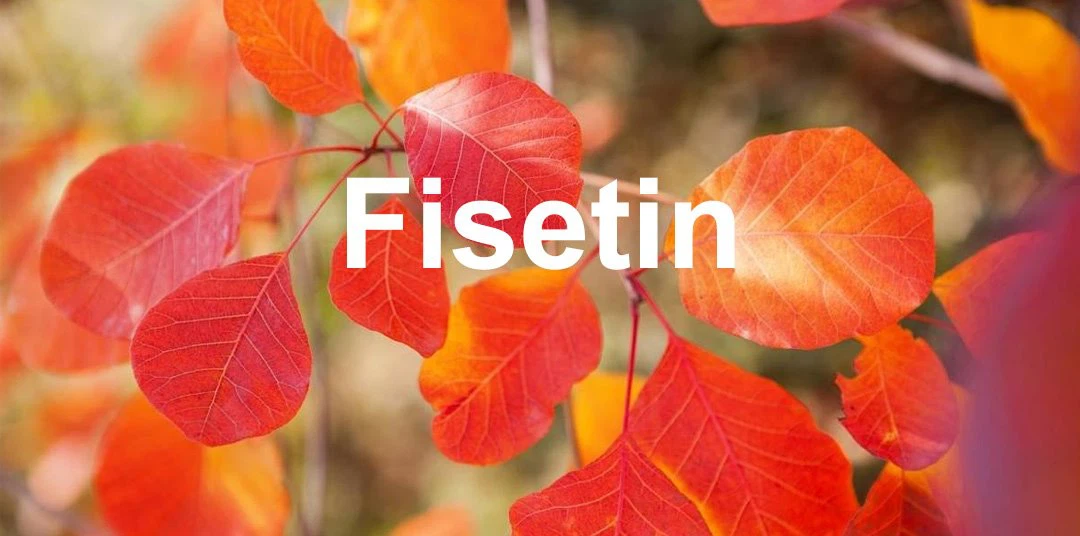 fisetin 4