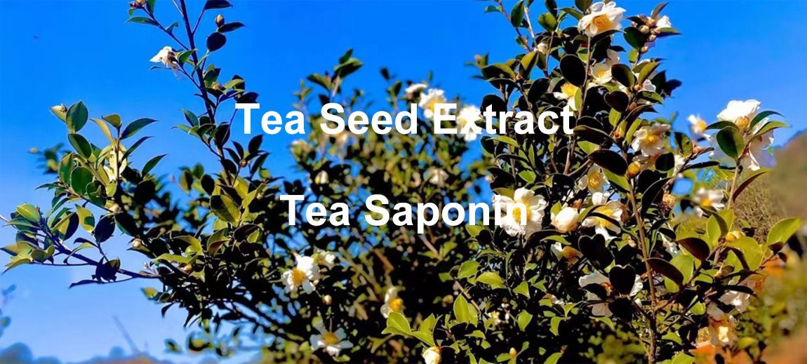 Tea Seed Extract 4