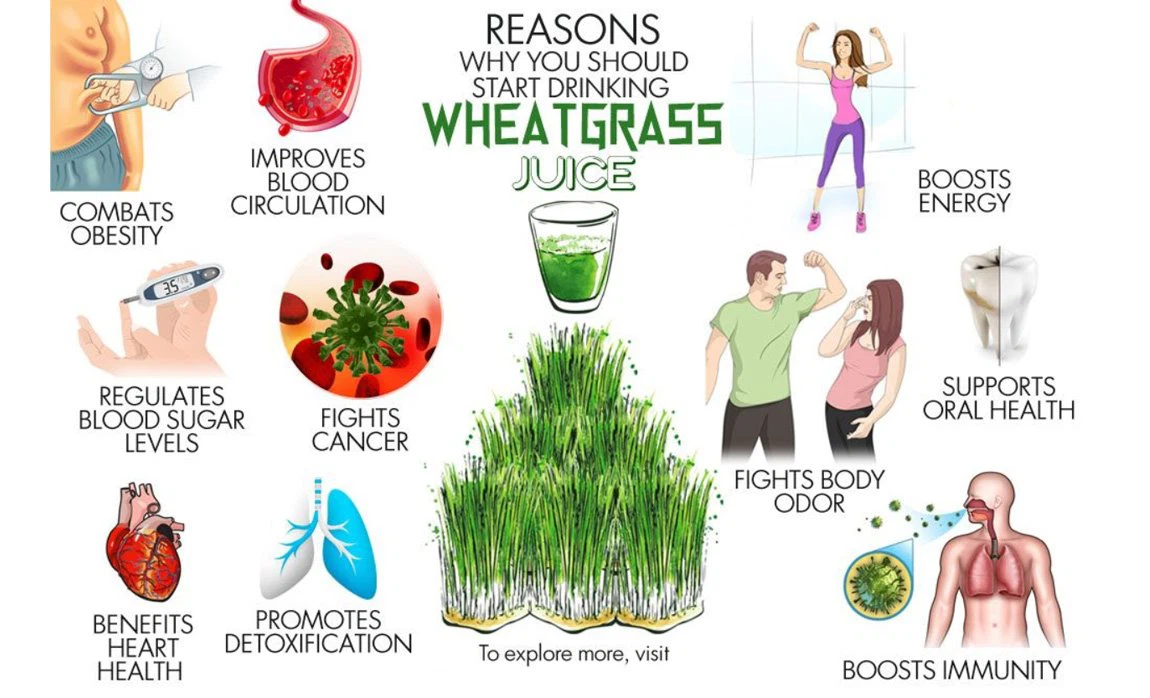 wheat grass powder 6