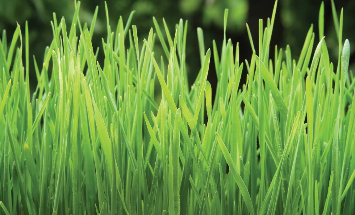 wheat grass powder 8