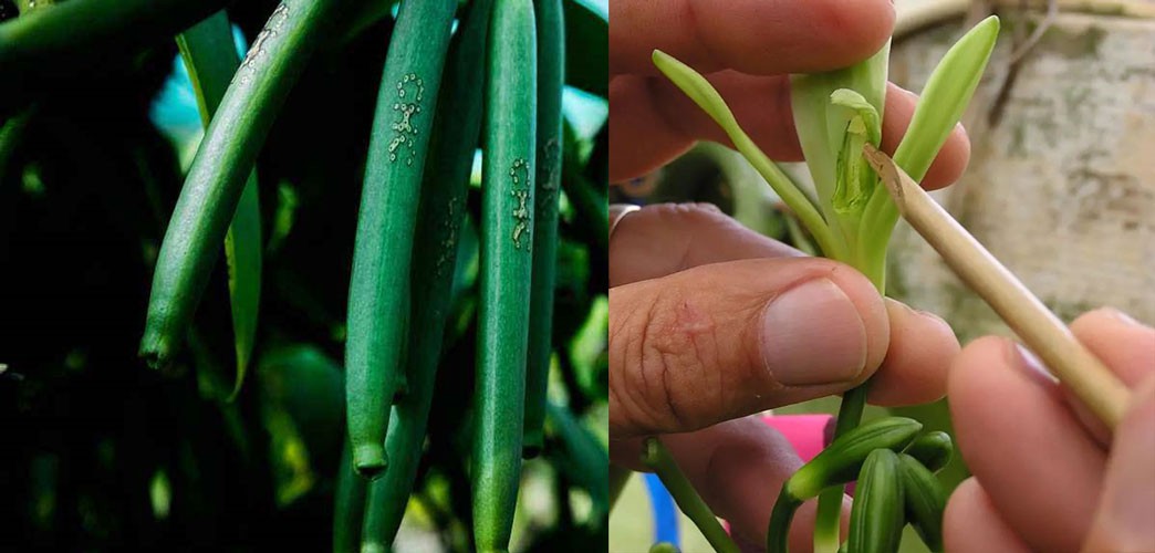 raw-vanilla-beans