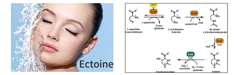 Ectoine powder3 (2)
