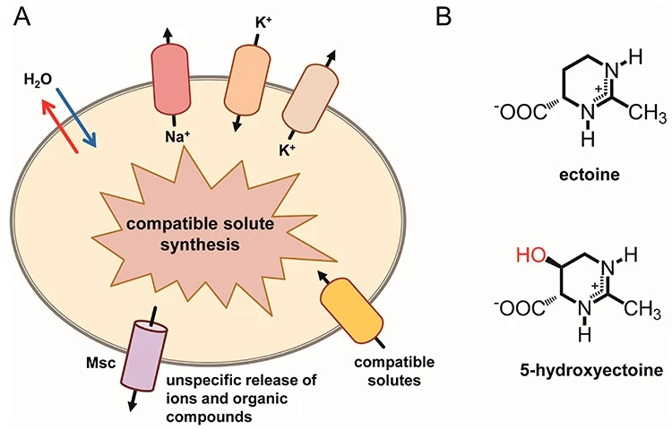 Ectoine powder4 (2)