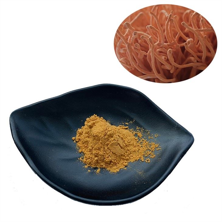 Ekstrak Cordyceps Militaris