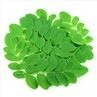 Moringa Leaf Extract Powder