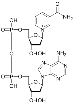 Nikotinamida Adenin Dinukleotida CAS 53-84-9